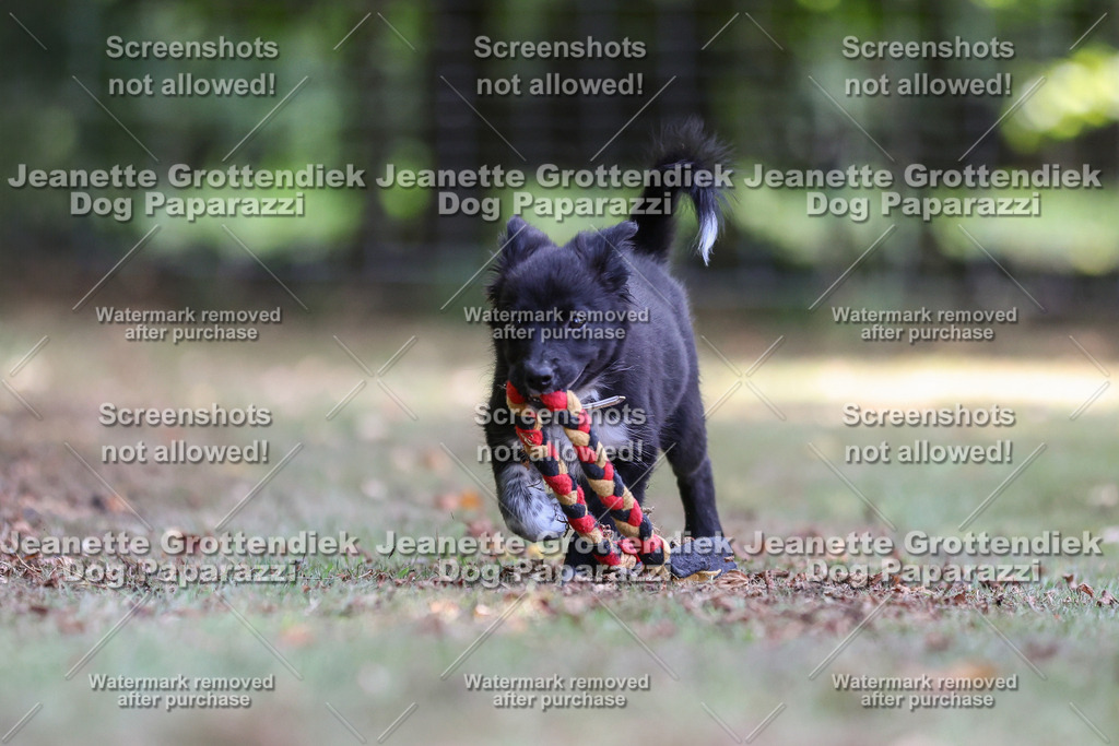 Dog Paparazzi -  Agiltiy Greffen 0826-559 Kopie | Dog Paparazzi Jeanette Grottendiek Fotografie & Videografie - Realisiert mit Pictrs.com