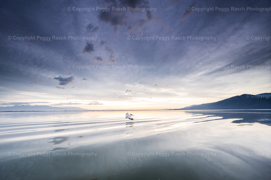 Pelikane weit 2024 (9 von 9) | PeggyRaschPhotography - Realisiert mit Pictrs.com