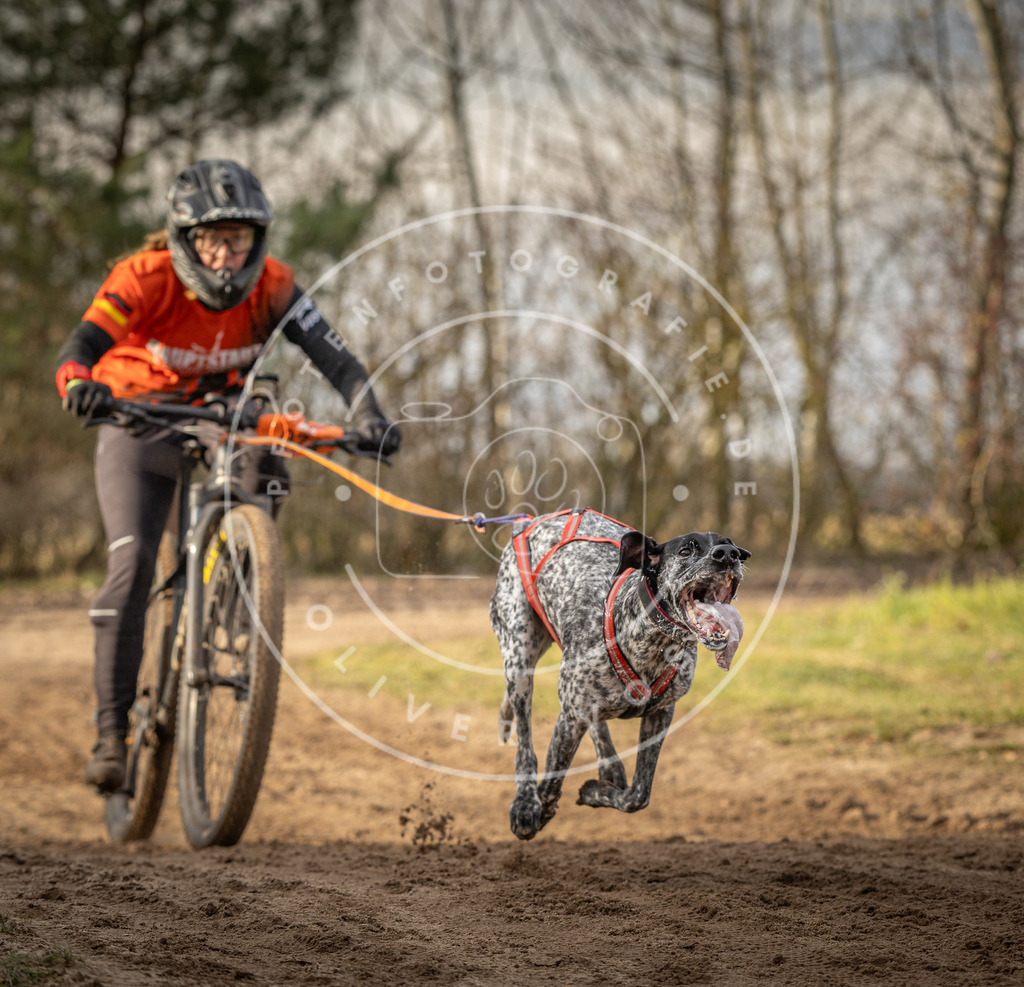 Pfotenfotografie_DV3A7431 | Hundefotografie, Tierfotograf, Pfotenfotografie, Fotoshooting Hund, Hunde Portrait, Hundesport, Hundeportraits, Heideshooting, Hunde, Sportfotograf, Hundefotograf, Turnierhundsport, THS,  - Realisiert mit Pictrs.com