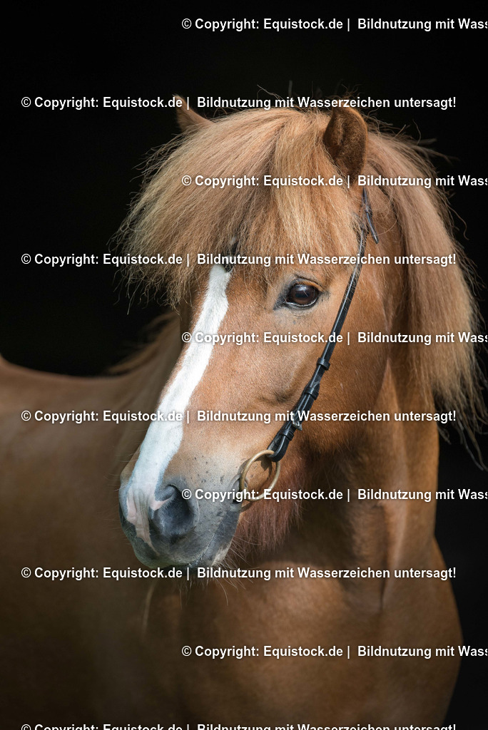 TS_20170820_Isl__nder_schwarzer_HG_0002 | Foto: Thomas Hartig