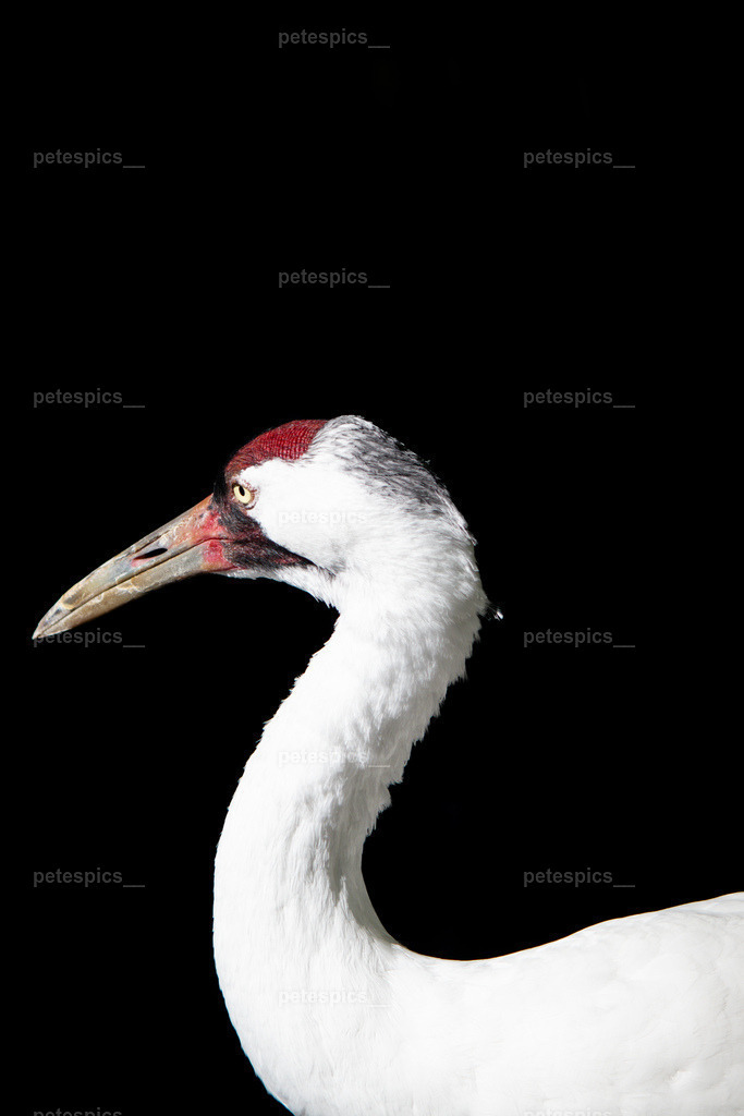 IMG_9800 | petespics
