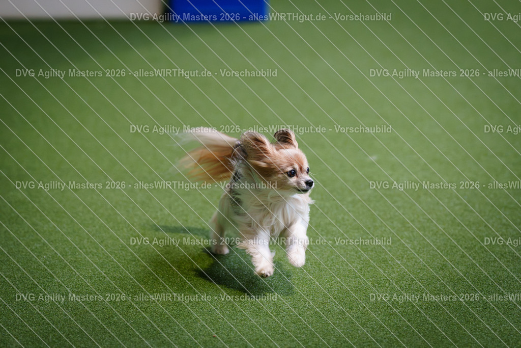 allesWIRTHgut_Tierfotografie-DVG_Agility_Masters_2026-12_15-7R507701 | Professionelle Tierfotografie in Mönchengladbach von Daniel Wirth (allesWIRTHgut). Liebevolle & natürliche Bilder von Hunden & Katzen für unvergessliche Erinnerungen.