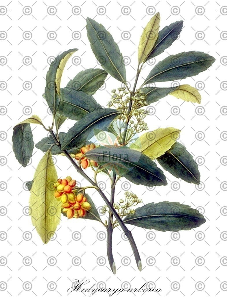 HistAbb_wfo-0001295549_1_ENZY_Simple | Historische Abbildung von Hedycarya arborea - Monimiaceae | Historical Illustration of Hedycarya arborea - Monimiaceae