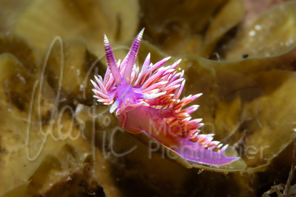 Flabellina affinis | DE: lila FlabellinaEN: purple flabellinaES: flabellina violetaFR: flabelline mauve - Realisiert mit Pictrs.com