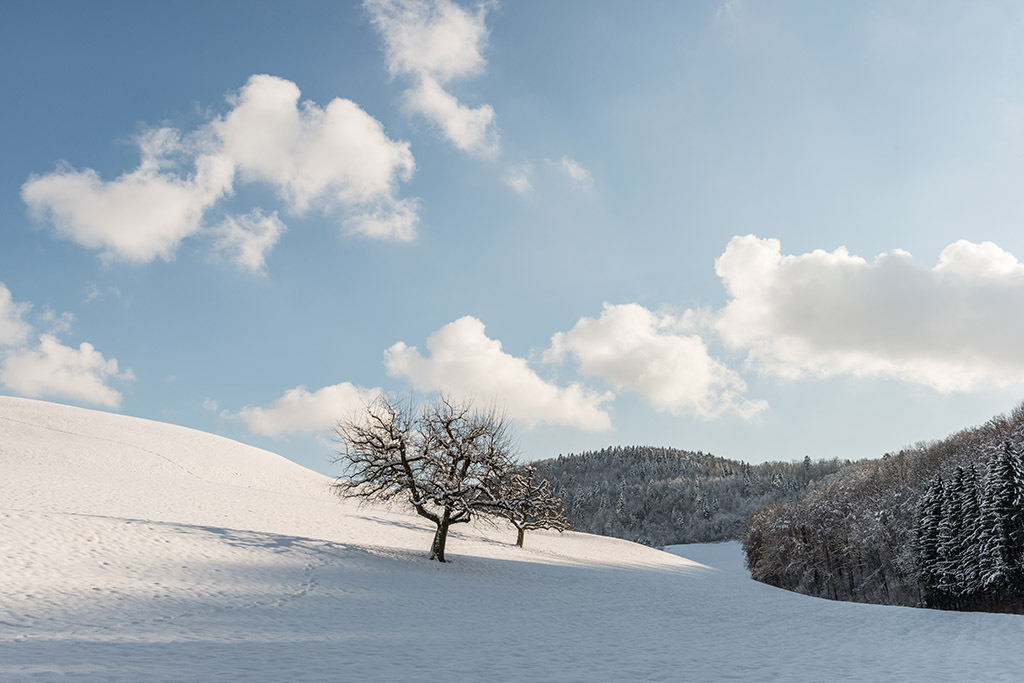 Schneelandschaft mit Bäumen | im Winter. - Realisiert mit Pictrs.com