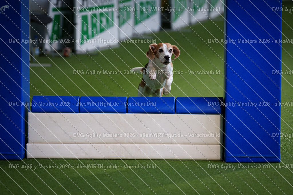allesWIRTHgut_Tierfotografie-DVG_Agility_Masters_2026-11_22-7R505784 | Professionelle Tierfotografie in Mönchengladbach von Daniel Wirth (allesWIRTHgut). Liebevolle & natürliche Bilder von Hunden & Katzen für unvergessliche Erinnerungen.
