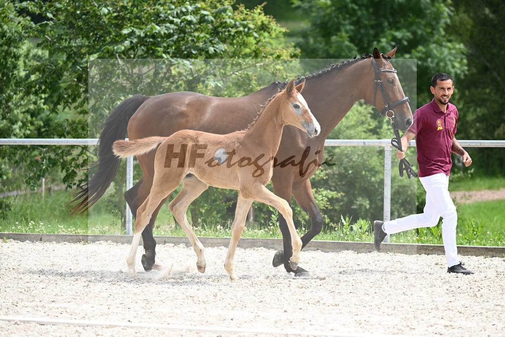 Chacoon Blue x Balous Bellini_HF_Foth_20240506 | hf-fotografie - Realisiert mit Pictrs.com