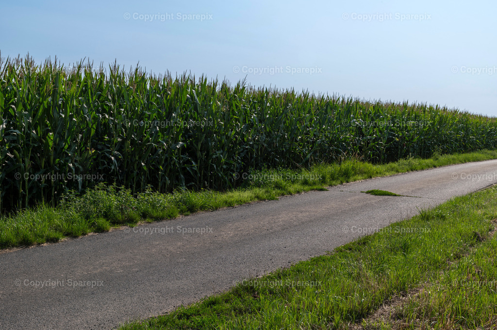 CAR_Agri_Corn9 | Camera height 1,60m - light 1/50° - Realisiert mit Pictrs.com