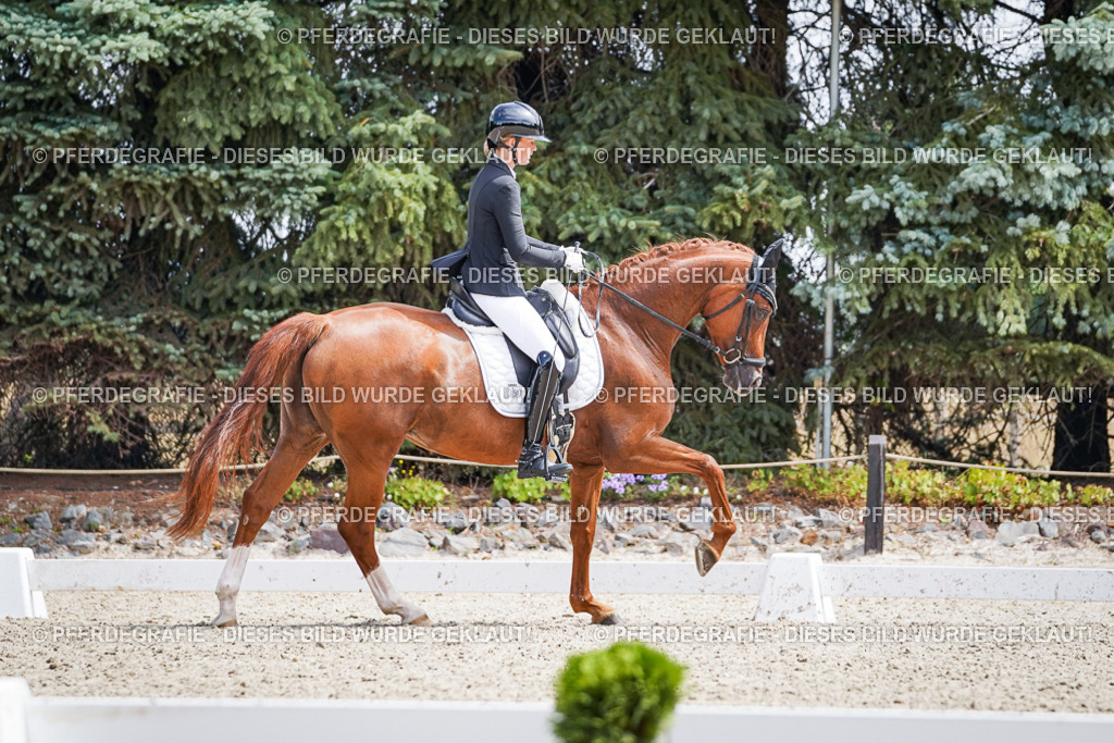 DSC09937 | Pferdegrafie