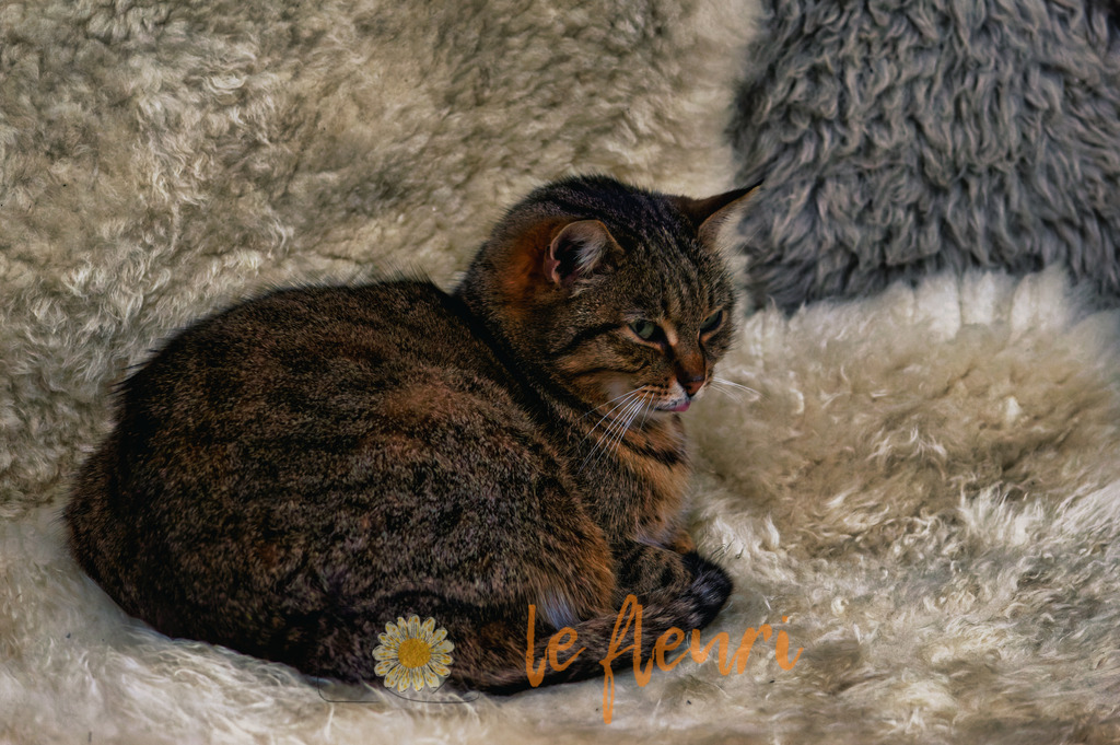 DSC_0032-NEF_DxO_DeepPRIME | Dies ist der Shop von Florian Blum - le fleuri. Langenthal, Bern, SchweizSie können hier meine oder ihre eigenen Fotos als Fotoprodukte kaufen. Tassen, Schlüsselanhänger, Taschen etc. können Sie hier gestalten.  - Realisiert mit Pictrs.com