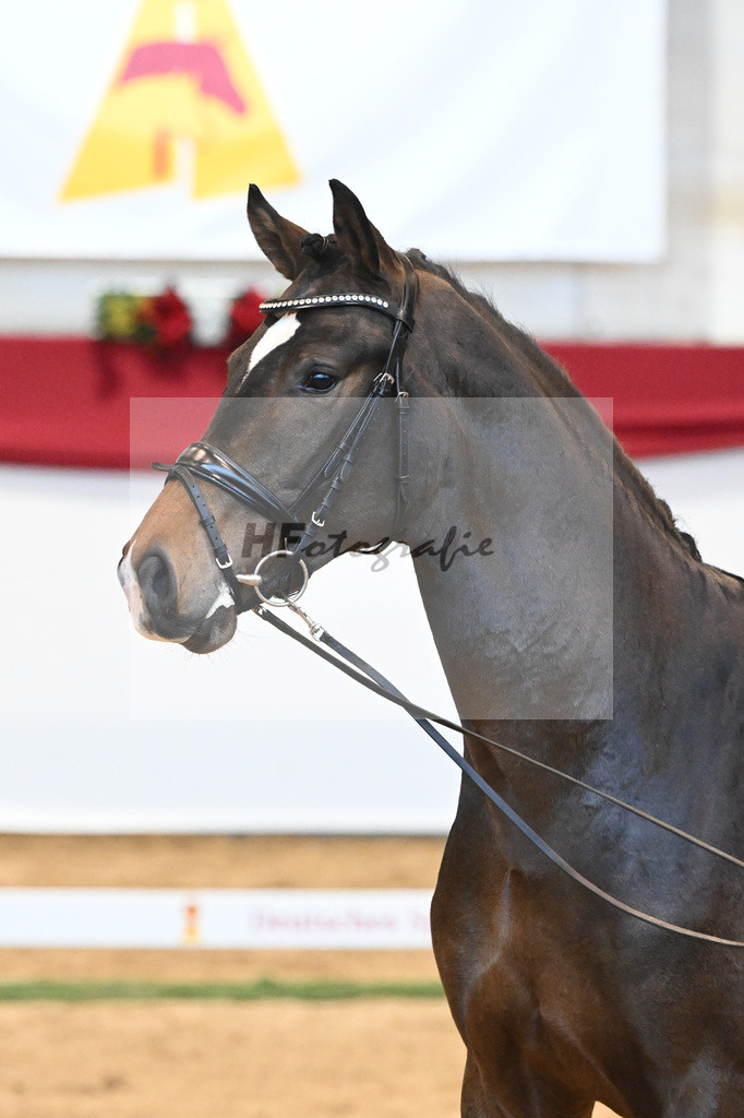 Kat-Nr. 54 Va Bene x Charmeur_Mueller_43231733 | hf-fotografie - Realisiert mit Pictrs.com