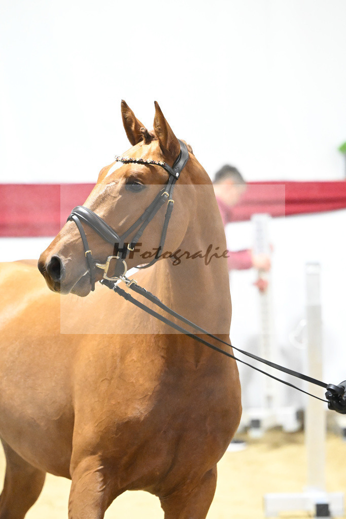 Kat-Nr. 43 v. Arko Junior PMS_Wurm_63221047 | hf-fotografie - Realisiert mit Pictrs.com