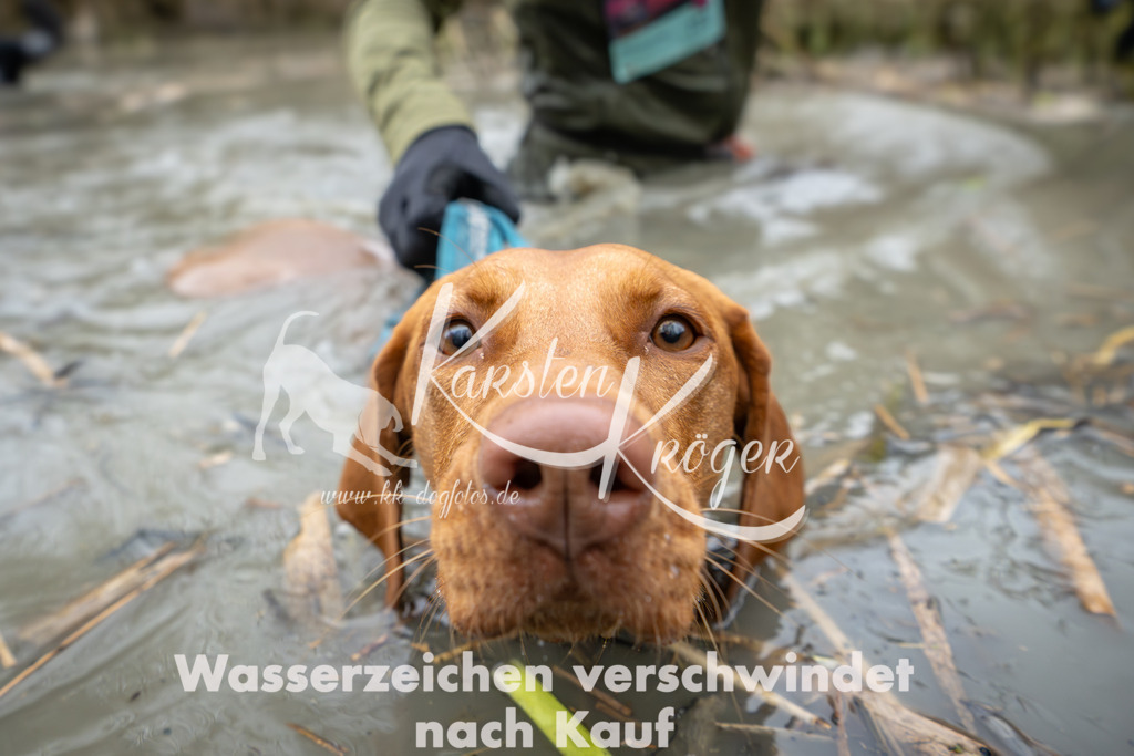 1332_ZZ99878 | kk-dogfotos