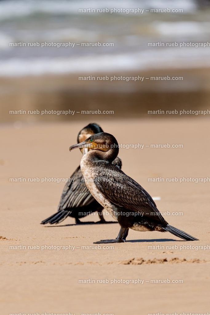 Ocean breeze | Cormorants at a South African beach - Realisiert mit Pictrs.com