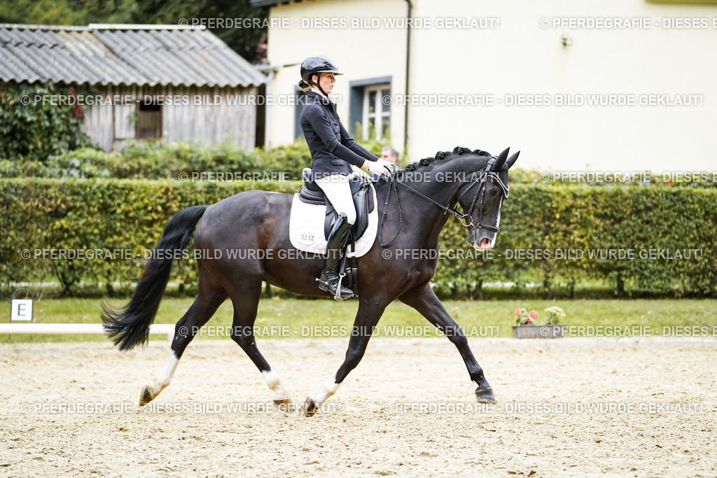 DSC09665 | Pferdegrafie