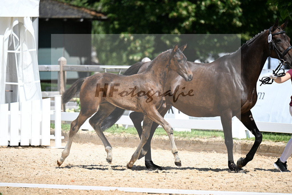 Kat-Nr. 40 Va Bene x De Niro_HF_Sommer_29251147 | hf-fotografie - Realizzato con Pictrs.com