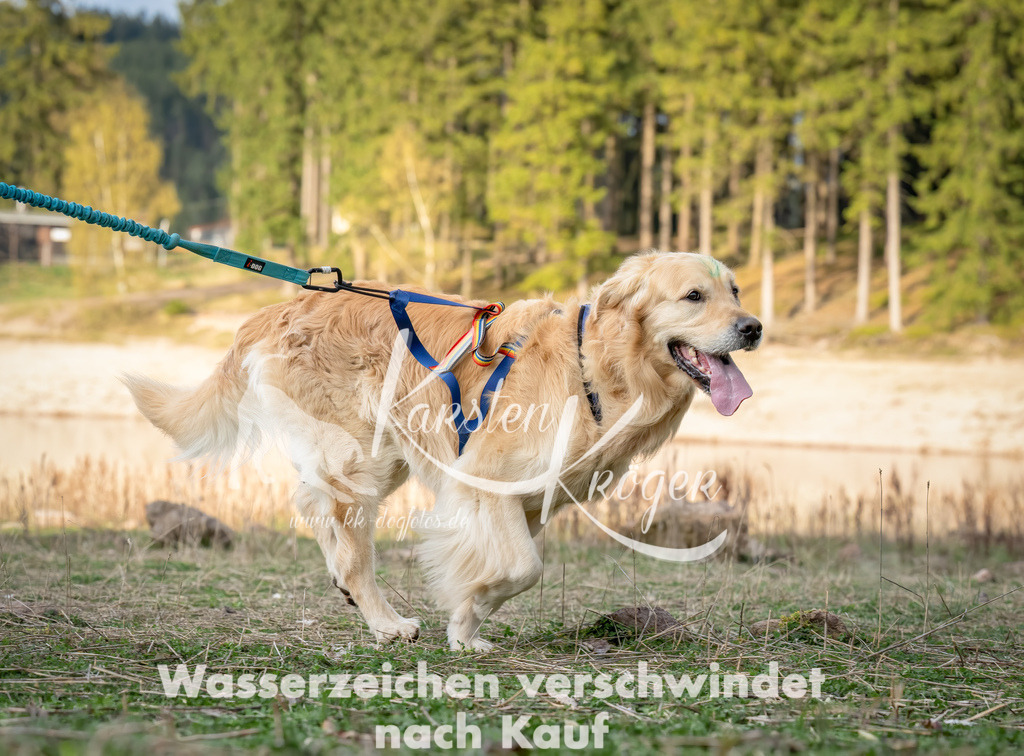 1825_ZZ97037-Bearbeitet-Bearbeitet | kk-dogfotos