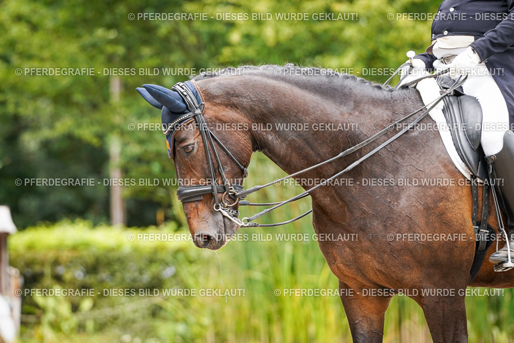 DSC05120 | Pferdegrafie