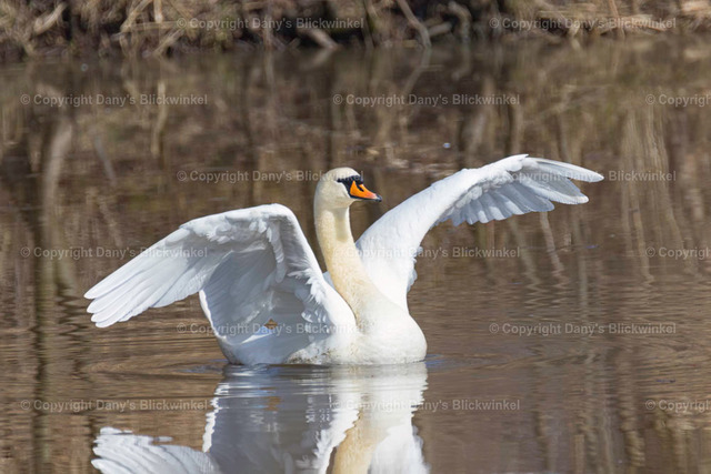 20178 | Tierfotografie, Tierkalender, Tierbilder, Insekten, Spinnen, Vögel, Schmetterling, Libellen, Leinwand, Colorkey, Qualität, Geschenkartikel, Geschenk - Realisiert mit Pictrs.com