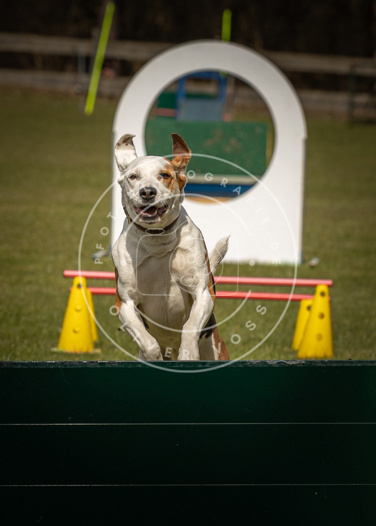 Pfotenfotografie_DV3A5439 | Hundefotografie, Tierfotograf, Pfotenfotografie, Fotoshooting Hund, Hunde Portrait, Hundesport, Hundeportraits, Heideshooting, Hunde, Sportfotograf, Hundefotograf, Turnierhundsport, THS,  - Realisiert mit Pictrs.com