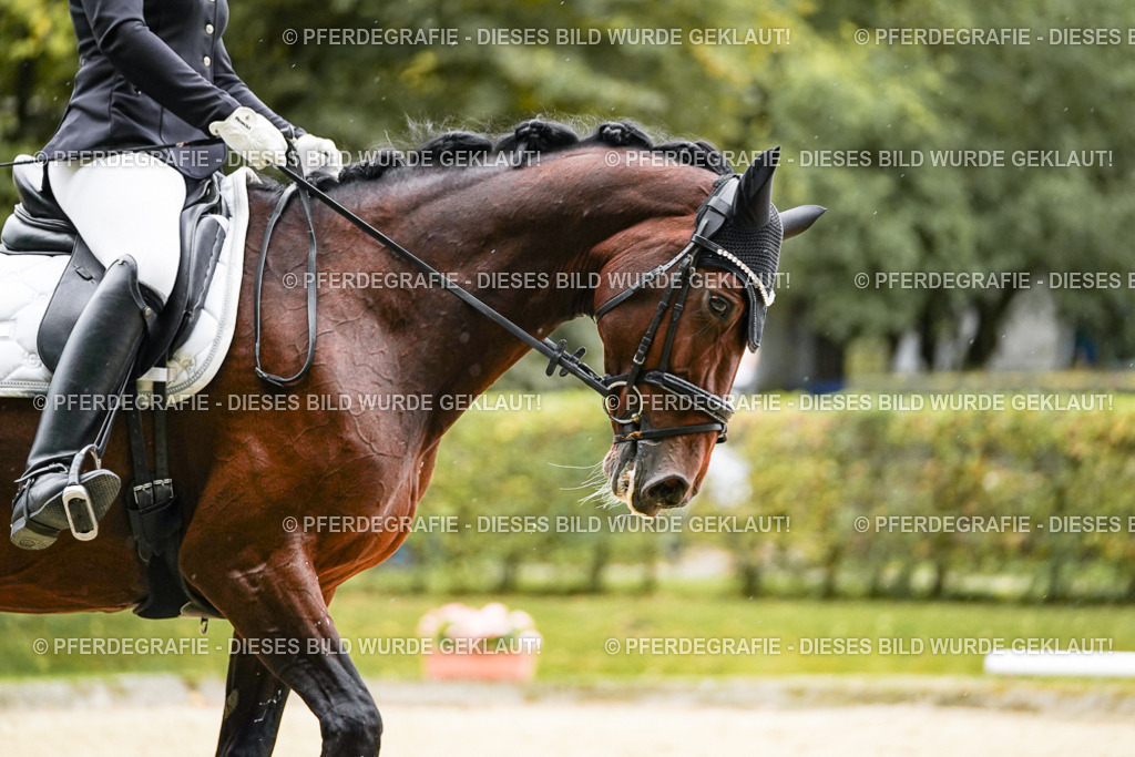 DSC07382 | Pferdegrafie