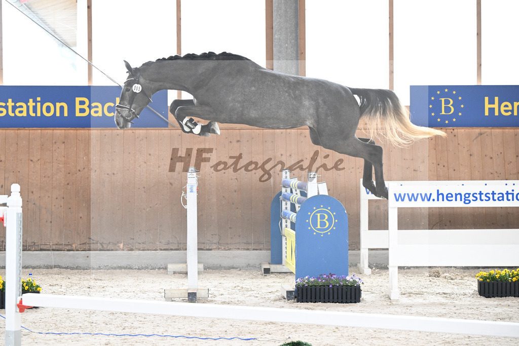 Kat-Nr. 5 Geyers Larimar v. Cizero Z_Geyer_5250288 | hf-fotografie - Realisiert mit Pictrs.com