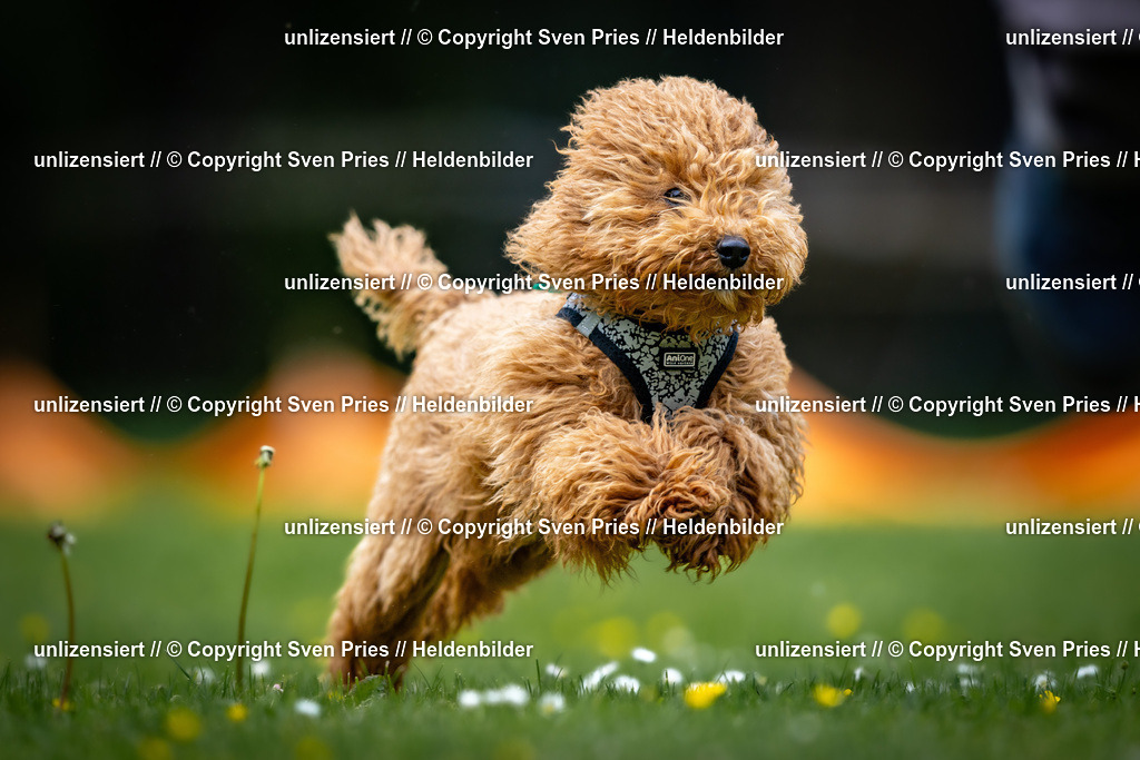 Sven Pries | 2026-05-14 - Hunderennen KA Durlach Vatertag 2026 - Realisiert mit Pictrs.com