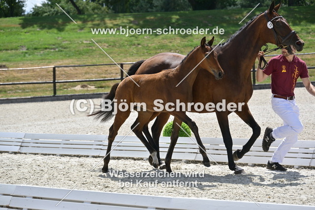 29_Van Vermeer - Vilancio_935_2086 | Björn Schroeder Pferdefotografie
