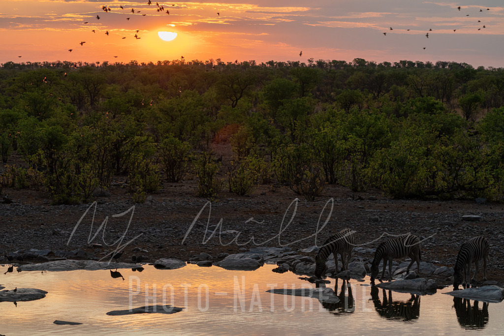 Weite Wildnis | Sonnenuntergang an der Wasserstelle - Realisiert mit Pictrs.com
