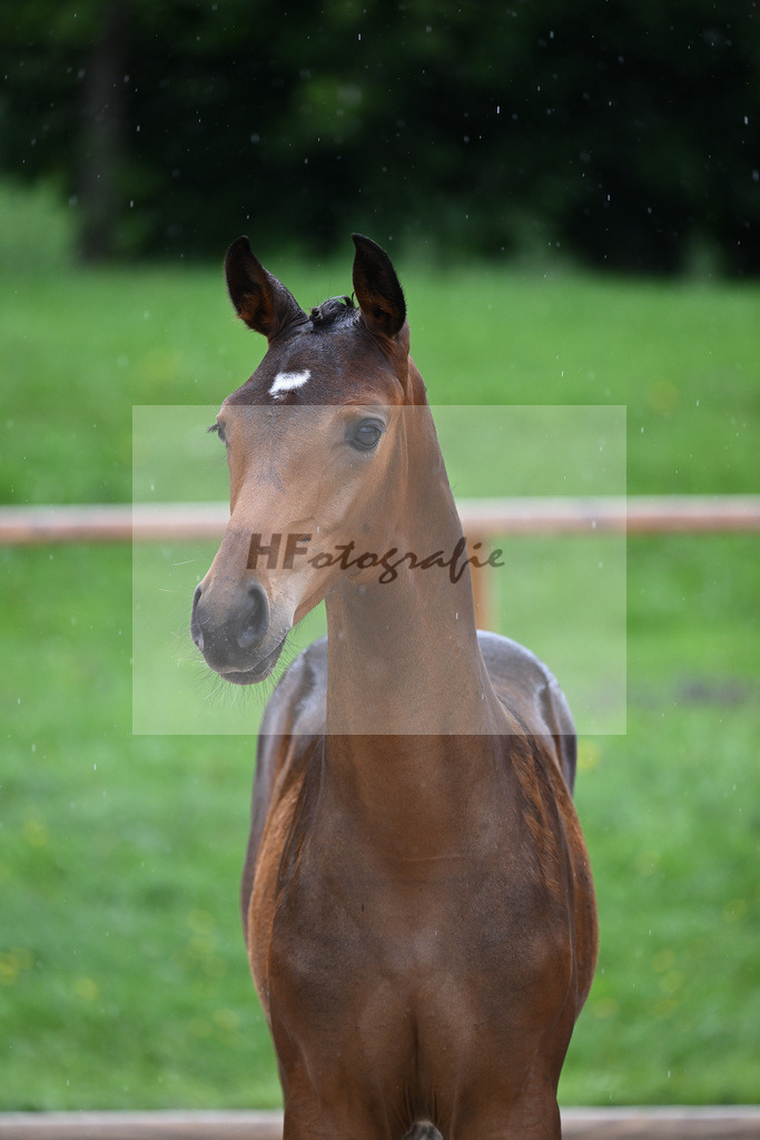 Kat-Nr. 20 SF Comme Prevu_Mayer_25230249 | hf-fotografie - Realisiert mit Pictrs.com