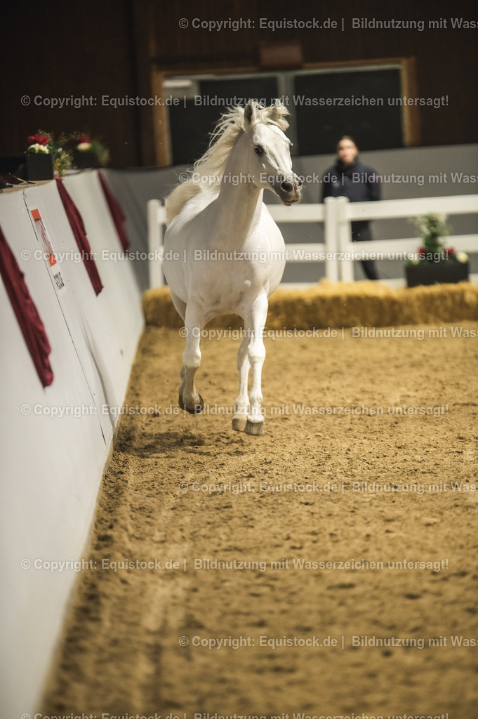 20240302_Hengstvorstellung_Marbach_TOMsPiC_1147-2 | equistock