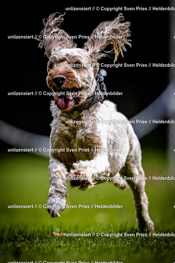 Sven Pries | 2025-10-03 - Hunderennen Obergrombach - Realisiert mit Pictrs.com