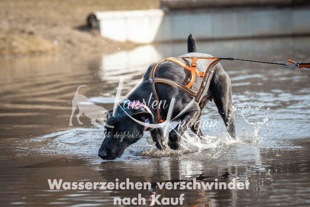 1128_ZZ94769 | kk-dogfotos