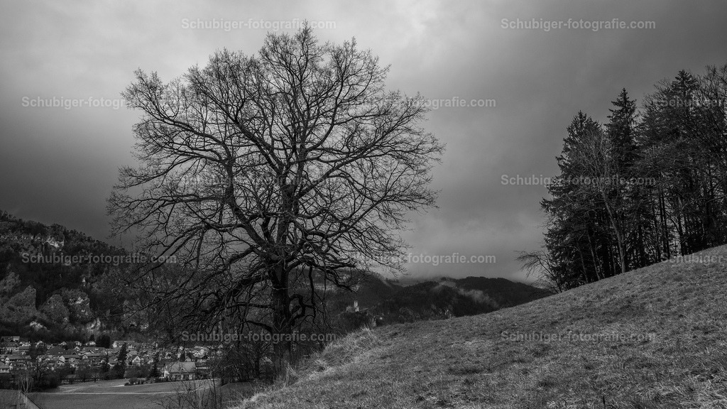 Baum | Baum am Hang - Realisiert mit Pictrs.com