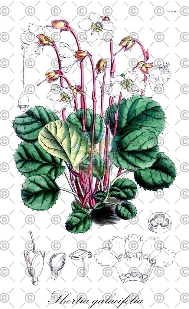 HistAbb_wfo-0000186208_2_ENZY_Simple | Historische Abbildung von Shortia galacifolia - Diapensiaceae | Historical Illustration of Shortia galacifolia - Diapensiaceae