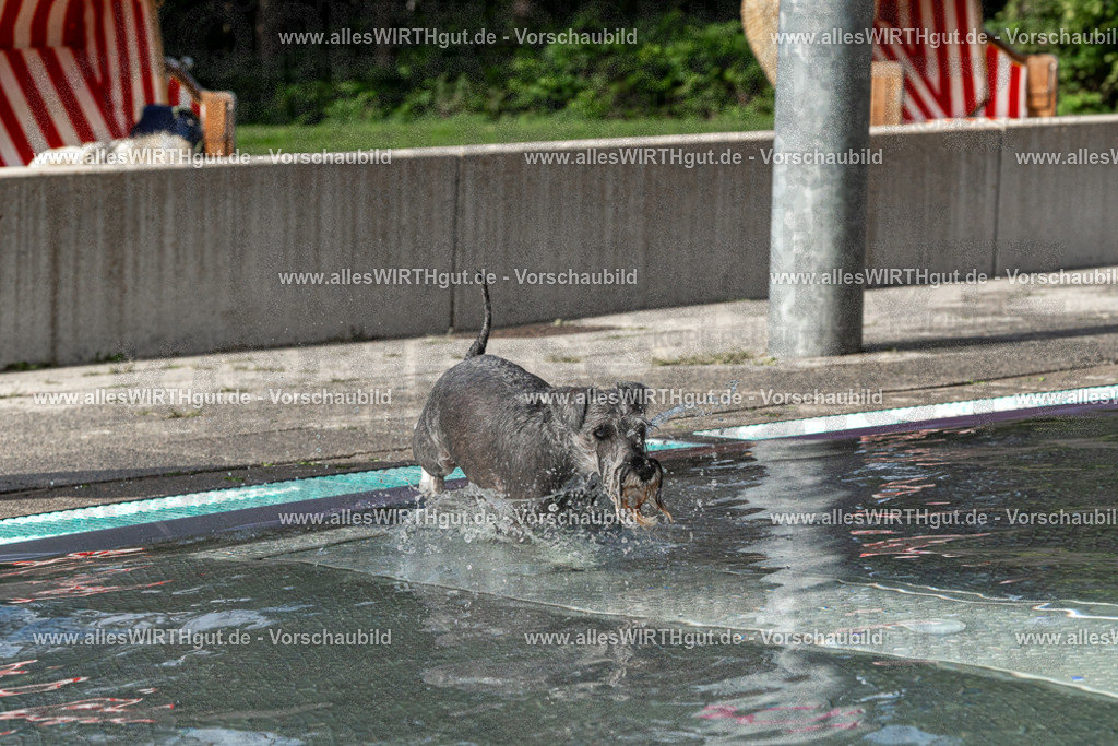 Hundeschwimmen_Volksbad_2026-allesWIRTHgut_Tierfotografie-2609061508-FAY07107 | Professionelle Tierfotografie in Mönchengladbach von Daniel Wirth (allesWIRTHgut). Liebevolle & natürliche Bilder von Hunden & Katzen für unvergessliche Erinnerungen.