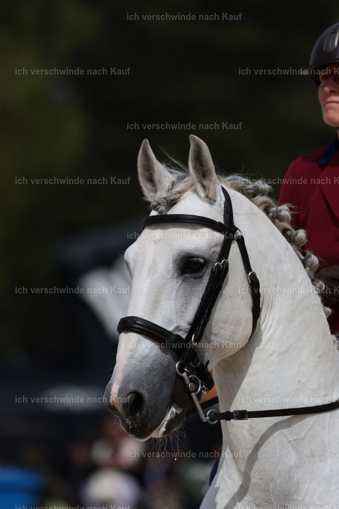 PI26_ST_StoibphotographyC2_L8326.JPG | working equitationturnier fotograf videograf stoibphotography marixx film working equitation deutschland reitsport turnierfotografie eventfotografie equestrian events