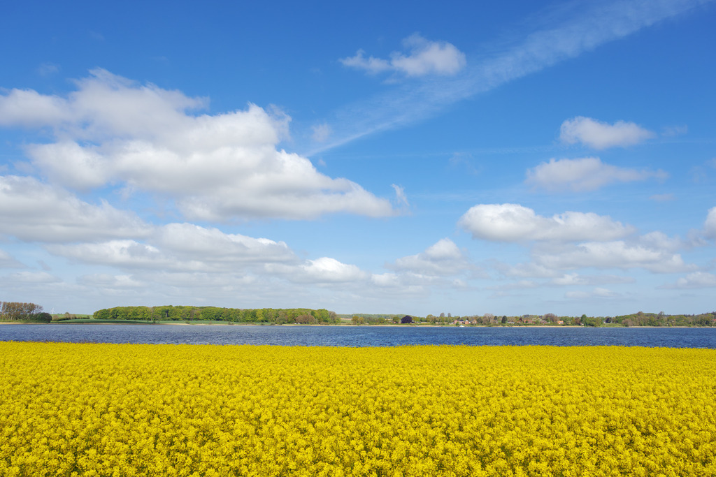 Wandbild: Gelbes Blütenmeer am Ostseefjord | Dieses Wandbild zeigt ein leuchtend gelbes Rapsfeld, das sich bis zum Ufer des Ostseefjords Schlei erstreckt. Hinter dem intensiven Gelb öffnet sich der Blick auf das ruhige Wasser, das in klaren Blautönen schimmert. Eine sanfte Baumlinie und einige verstreute Gebäude fügen sich harmonisch in die typische Kulturlandschaft der Schleiregion ein. Der helle Himmel mit seinen weichen Wolken verstärkt die freundliche, weite Atmosphäre. Die Kombination aus kräftigen Farben und offener Landschaft vermittelt Ruhe, Optimismus und natürliche Leichtigkeit.Ein Wandbild, das durch seine klare Farbwirkung und die weite Landschaft eine beruhigende, positive Stimmung schafft – ideal für Wartezimmer, Behandlungsräume und Empfangsbereiche. - Realisiert mit Pictrs.com