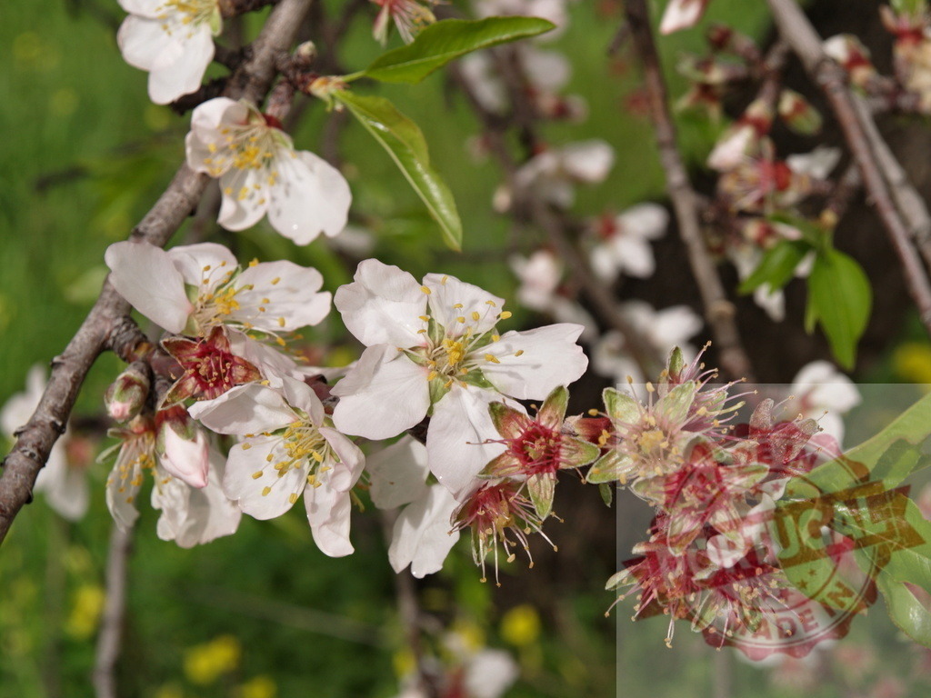 Almond tree branch blooming with white flowers in spring | Almond tree branch with beautiful white flowers blooming in spring, marking the beginning of the new season - Realized with Pictrs.com