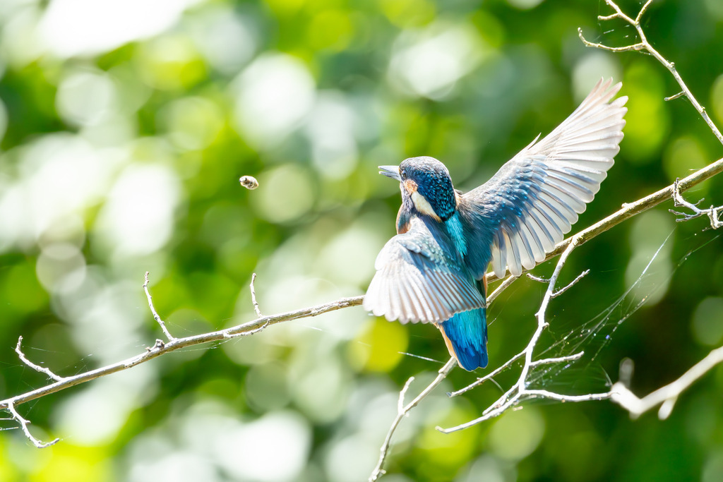 Der Eisvogel | Der Eisvogel (Alcedo atthis) ist aufgrund seines leuchtend bunten Gefieders und seiner pfeilschnellen Jagdweise eine der auffälligsten und schönsten Vogelarten Mitteleuropas. Er wird oft als "fliegender Edelstein" bezeichnet und dient als wichtiger Indikator für die Gesundheit und Naturnähe von Gewässern. - Realisiert mit Pictrs.com
