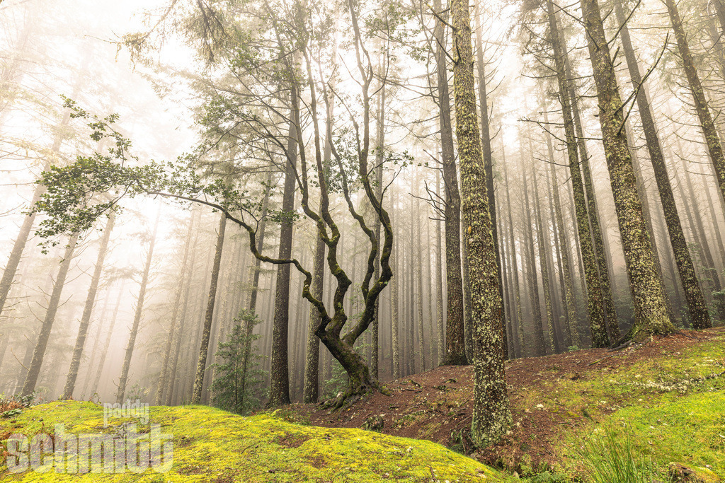 PS-Madeira-2026-16 | Entdecke die größte Bildgalerie der Region mit Fotografien aus dem Allgäu, der Bodenseeregion, Oberschwaben, dem Donautal und der Schwäbischen Alb. Landschaften, Luftaufnahmen und Reisefotografie als Wandbild und Fotokunst. - Realisiert mit Pictrs.com
