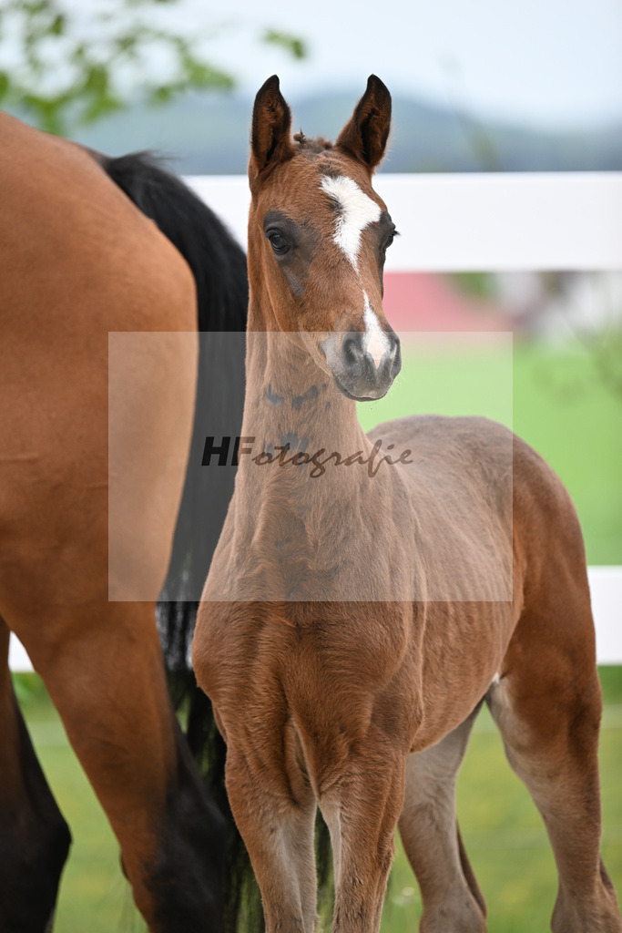 Kat-Nr. 27 HF St. Noble x Sezuan_Fetzer_23260856 | hf-fotografie - Realisiert mit Pictrs.com
