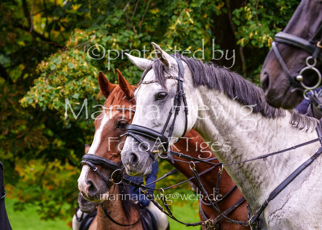 Jagd Perdoel 26 Sony-04183_MarinaHewig | Fotografie, FotoArt, PferdesportArt, Pferdesportfotografie, Landschaftsfotografie, Reisefotografie, Reise, Pferde - Realisiert mit Pictrs.com