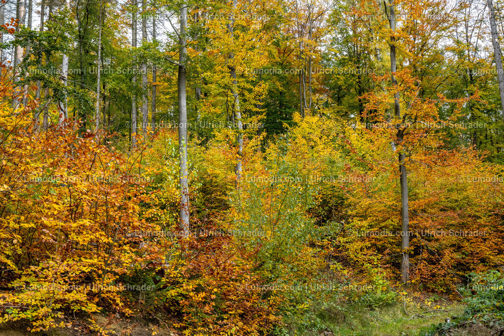 10049-12903 - Herbst im Westharz | Stockfoto und Bilderpool mit Bildmaterial aus Deutschland, dem Harz, Halberstadt, Quedlinburg, Wernigerode und weltweit. Qualitativ hochwertige und professionelle Fotos anschauen und kaufen. - Realisiert mit Pictrs.com