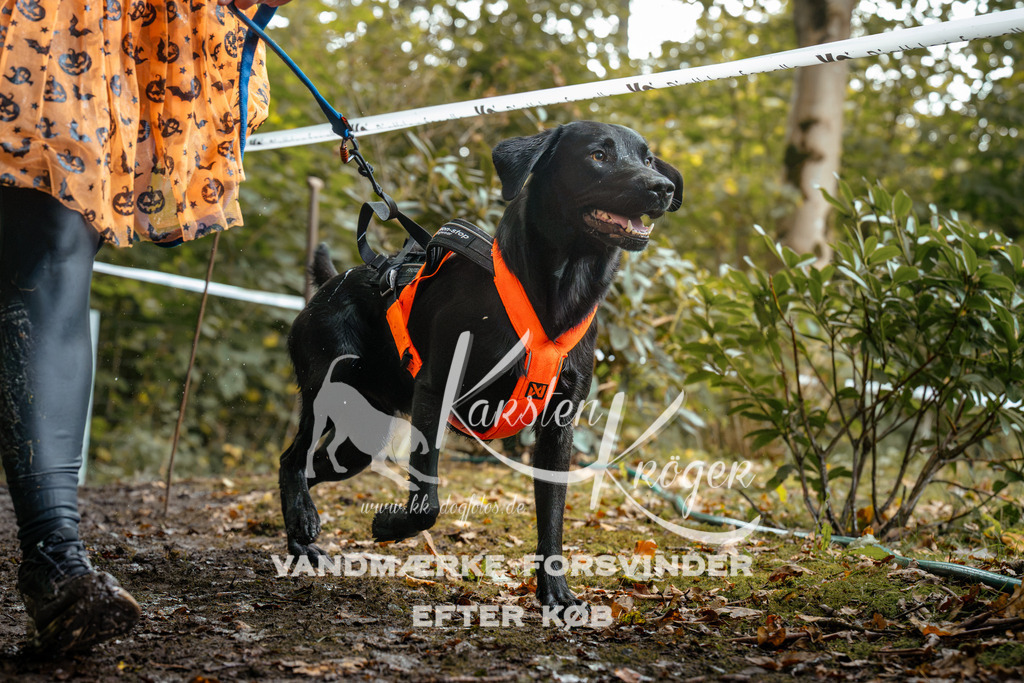 1432DZ6_2865Z6 | kk-dogfotos