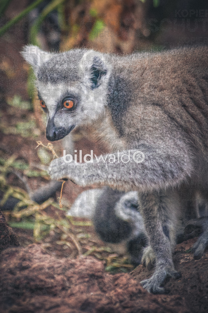 _DSC3993 | SONY DSC - Realisiert mit Pictrs.com