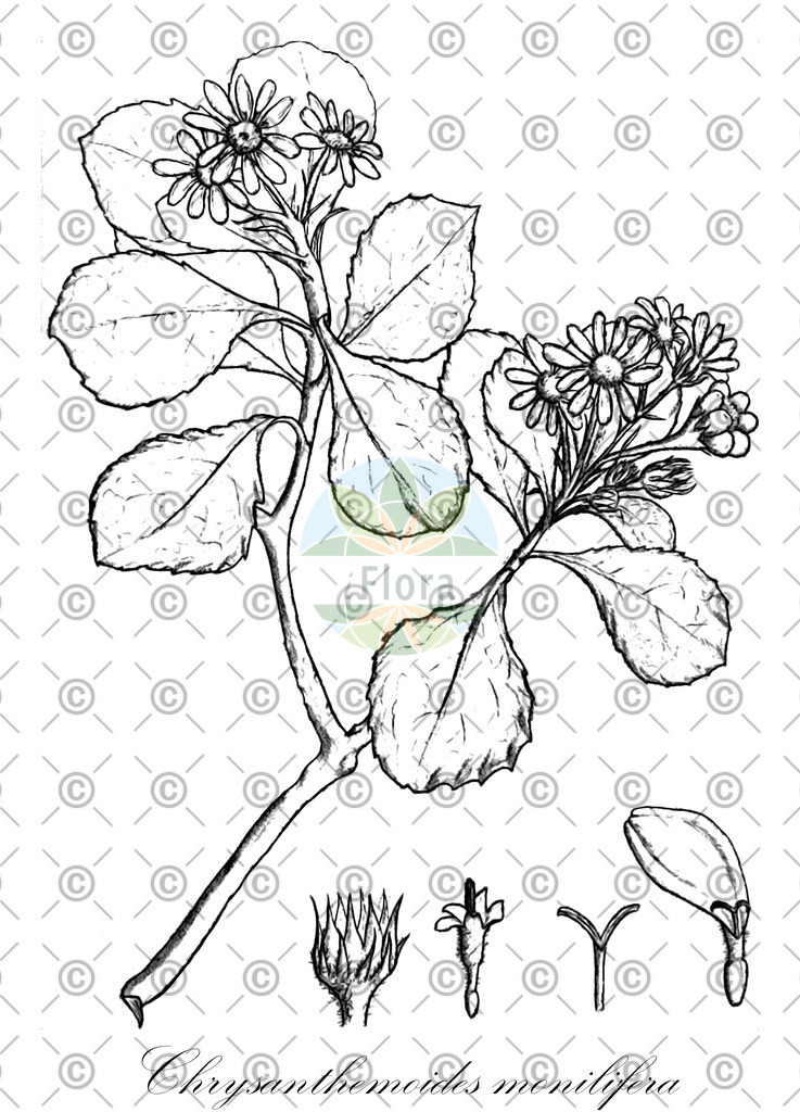 HistAbb_wfo-0000020221_1_ENZY_Simple | Historische Abbildung von Chrysanthemoides monilifera - Asteraceae | Historical Illustration of Chrysanthemoides monilifera - Asteraceae