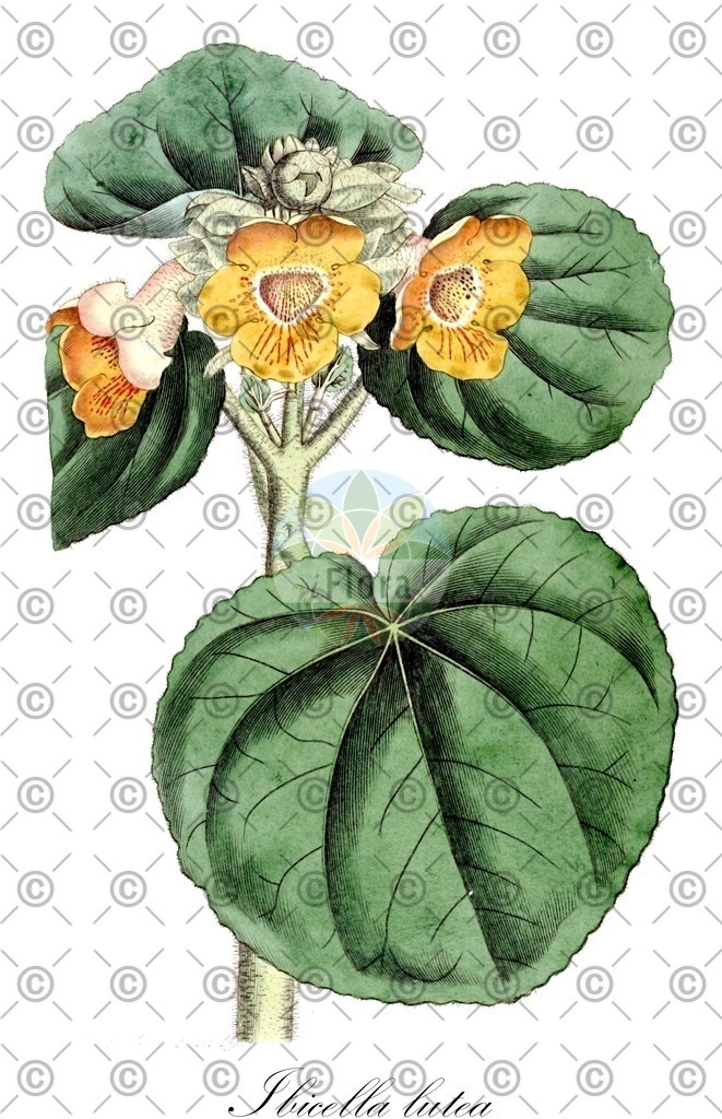 HistAbb_wfo-0000728997_1_ENZY_Simple | Historische Abbildung von Ibicella lutea - Martyniaceae | Historical Illustration of Ibicella lutea - Martyniaceae