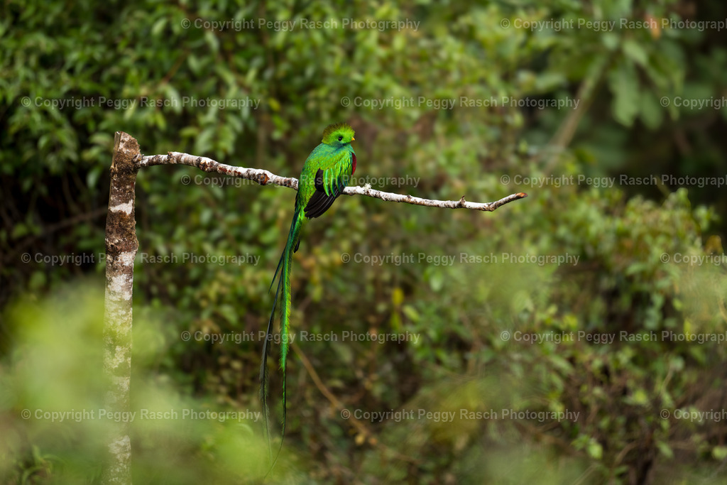 Quetzal  (10) | PeggyRaschPhotography - Realisiert mit Pictrs.com