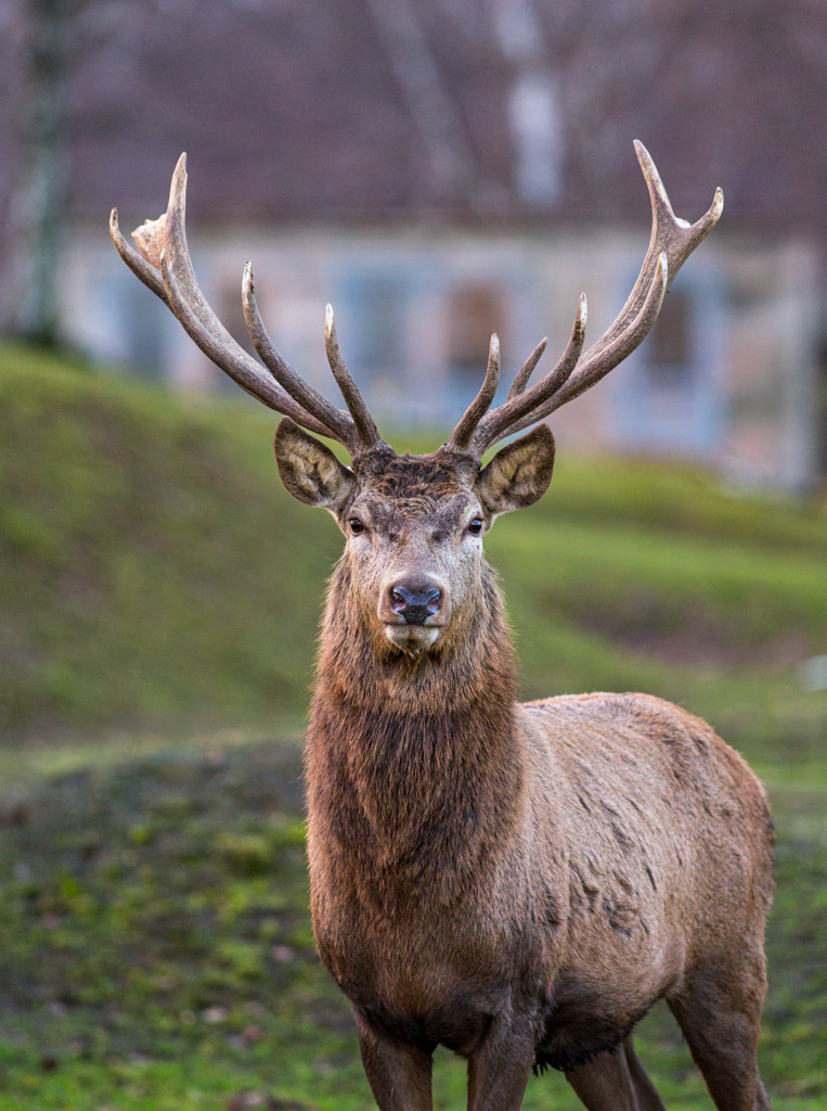 Vom Hirsch entdeckt! | Diesen nicht frei lebenden Hirsch konnte ich frontal erwischen, wodurch er mit seinem Geweih auf mich noch majestätischer wirkt. - Realisiert mit Pictrs.com